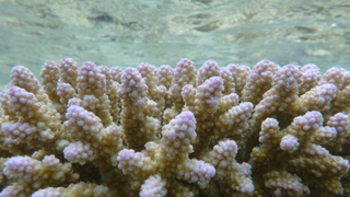 Scientists Just Fast-Forwarded Ocean Acidification in a Coral Reef<em></em>